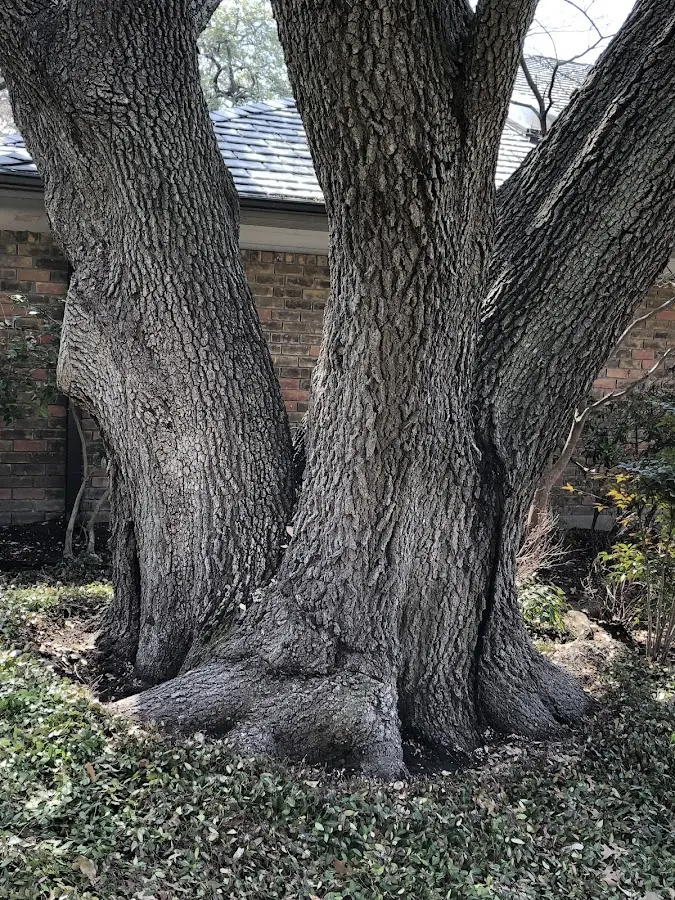Mature heritage tree close to a Rogersville property cared for by certified arborists