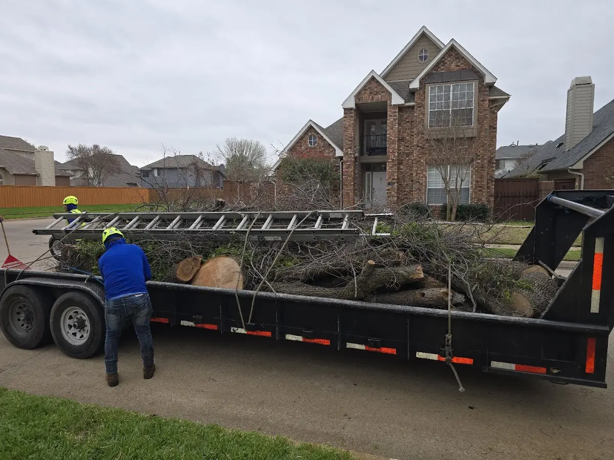 Expert Tree Removal with proper safety equipment in Rogersville